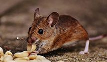 24 Hour & Emergency Exterminators in Ellendale, NC